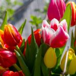 Jak i kiedy sadzić tulipany