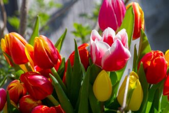 Jak i kiedy sadzić tulipany