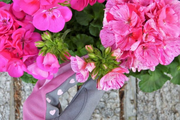 Pelargonie na balkonie – jak uprawiać i pielęgnować