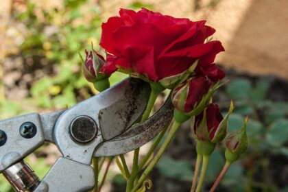 jak i kiedy przycinać róże