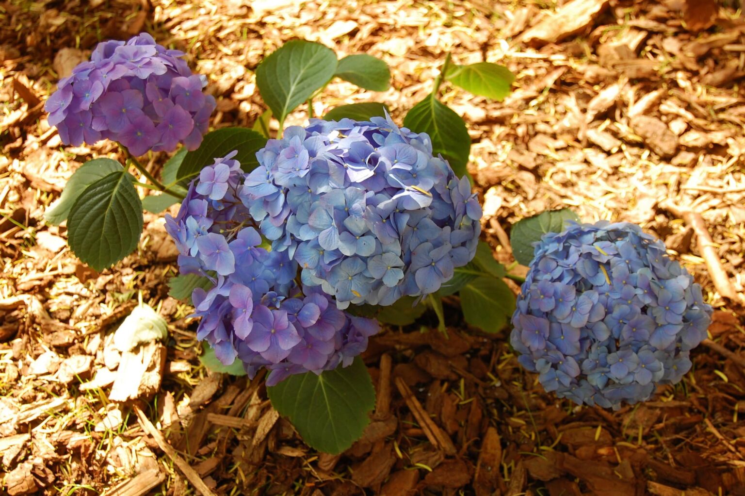 jak i kiedy sadzić hortensje poradnil