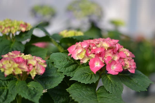 Jak i kiedy sadzić hortensje? Jak sadzić hortensje