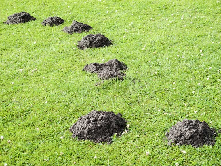 Jak pozbyć się kreta z ogrodu? sposoby na walkę z kretem