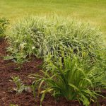 Trawa pampasowa – uprawa i pielęgnacja