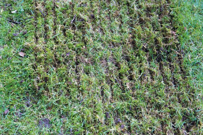 Wertykulacja trawnika. Co to jest wertykulacja? Wertykulacja trawnika