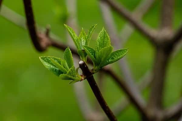 Kiedy i jak przycinać hortensje? Przycinanie hortensji