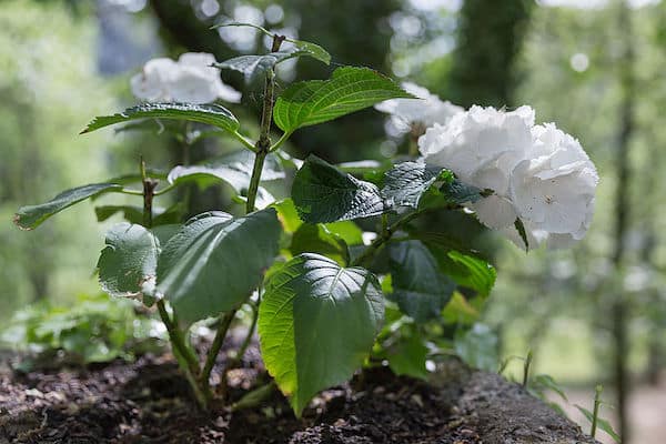 Kiedy i jak rozmnożyć hortensje? rozmnażanie hortensji