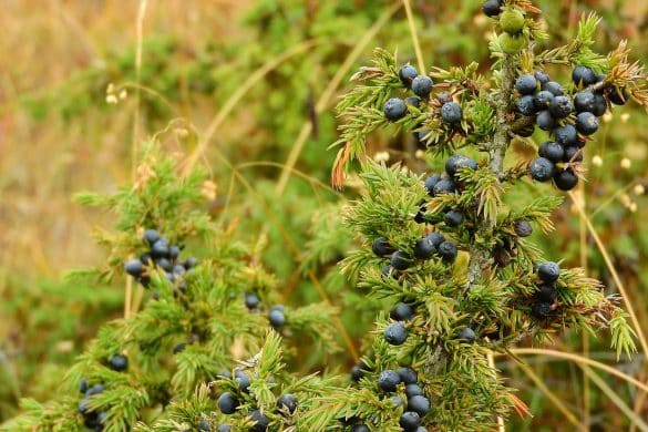 jałowiec pospolity juniperus communis