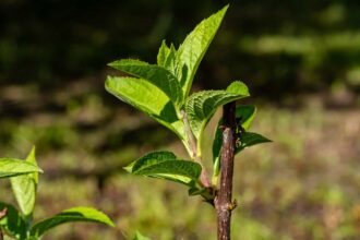 Kiedy i jak rozmnożyć hortensje? Kiedy i jak rozmnożyć hortensje?