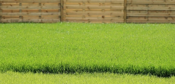 Wertykulacja trawnika – trawnik po wertykulacji