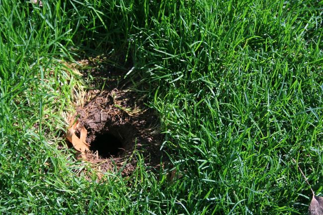 Dziury w trawniku – atak szkodników