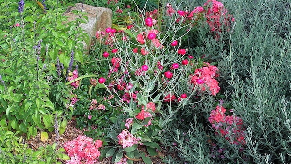 firletka kwiecista roślina