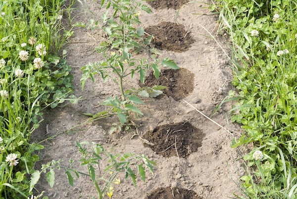 Oszczędzanie wody w ogrodzie