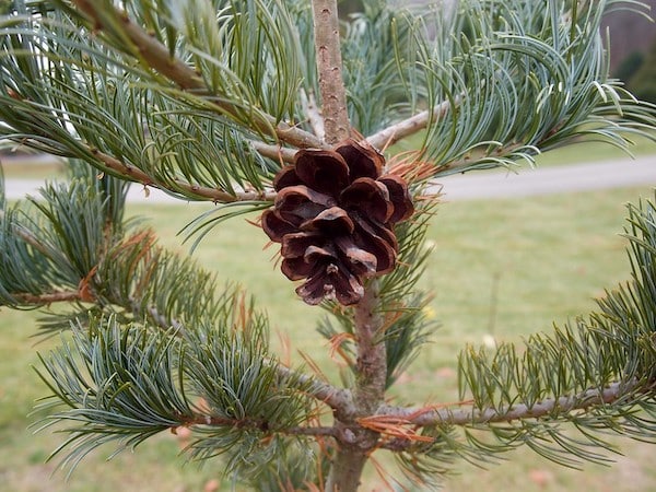 Pielęgnacja iglaków wiosną przycinanie iglaków