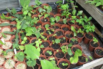 Sposoby rozmnażania roślin sposoby rozmnażania roślin