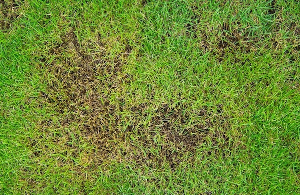 Dziury w trawniku – Głownia plamista liści traw