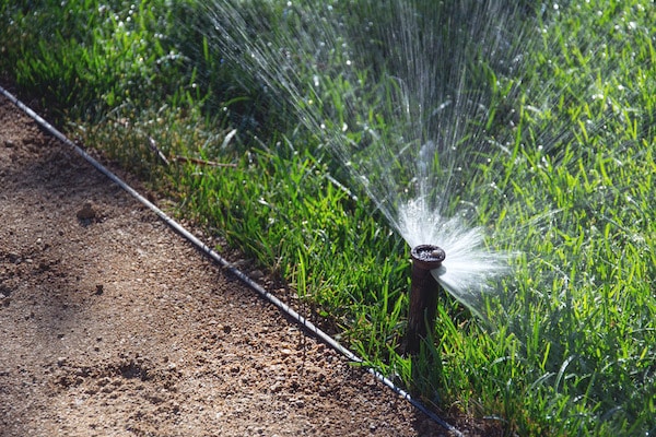 Oszczędzanie wody w ogrodzie