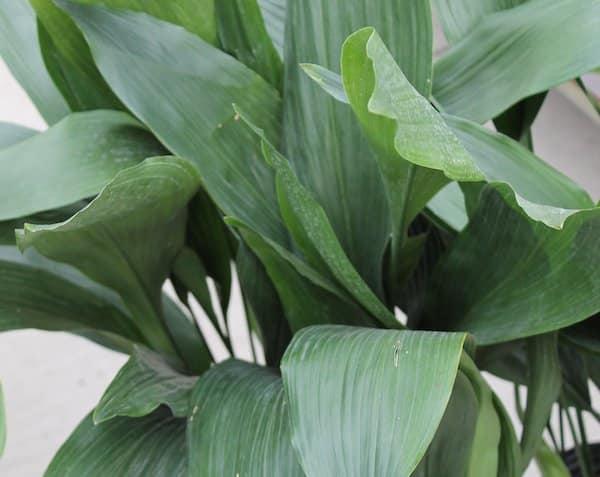 Rośliny cieniolubne - Aspidistra wyniosła Aspidistra elatior