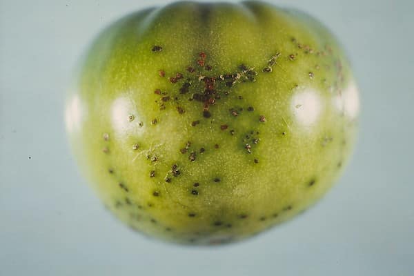 Choroby pomidorów – Bakteryjna cętkowatość pomidora