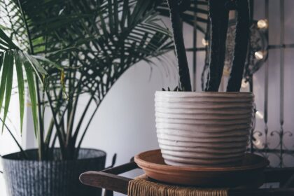 Rośliny i kwiaty doniczkowe, które lubią cień