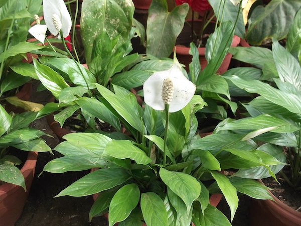 Rośliny cieniolubne - Skrzydłokwiat Spathiphyllum