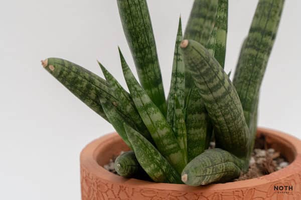 Rośliny cieniolubne - Wężownica walcowata Sansevieria cylindrica