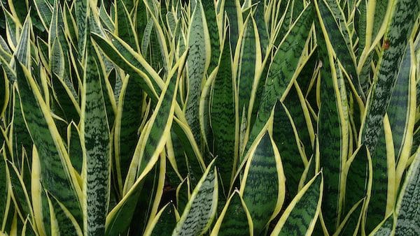 Rośliny cieniolubne - Wężownica gwinejska Sansevieria trifasciata