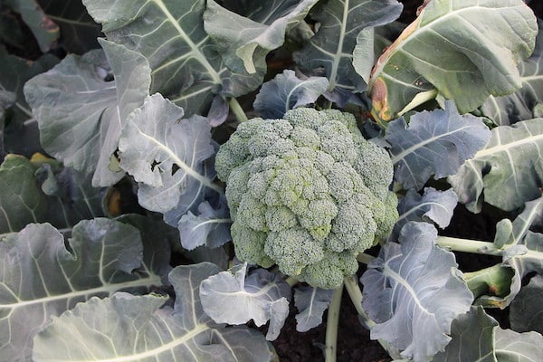 Właściwości warzyw kapustnych – brokuł