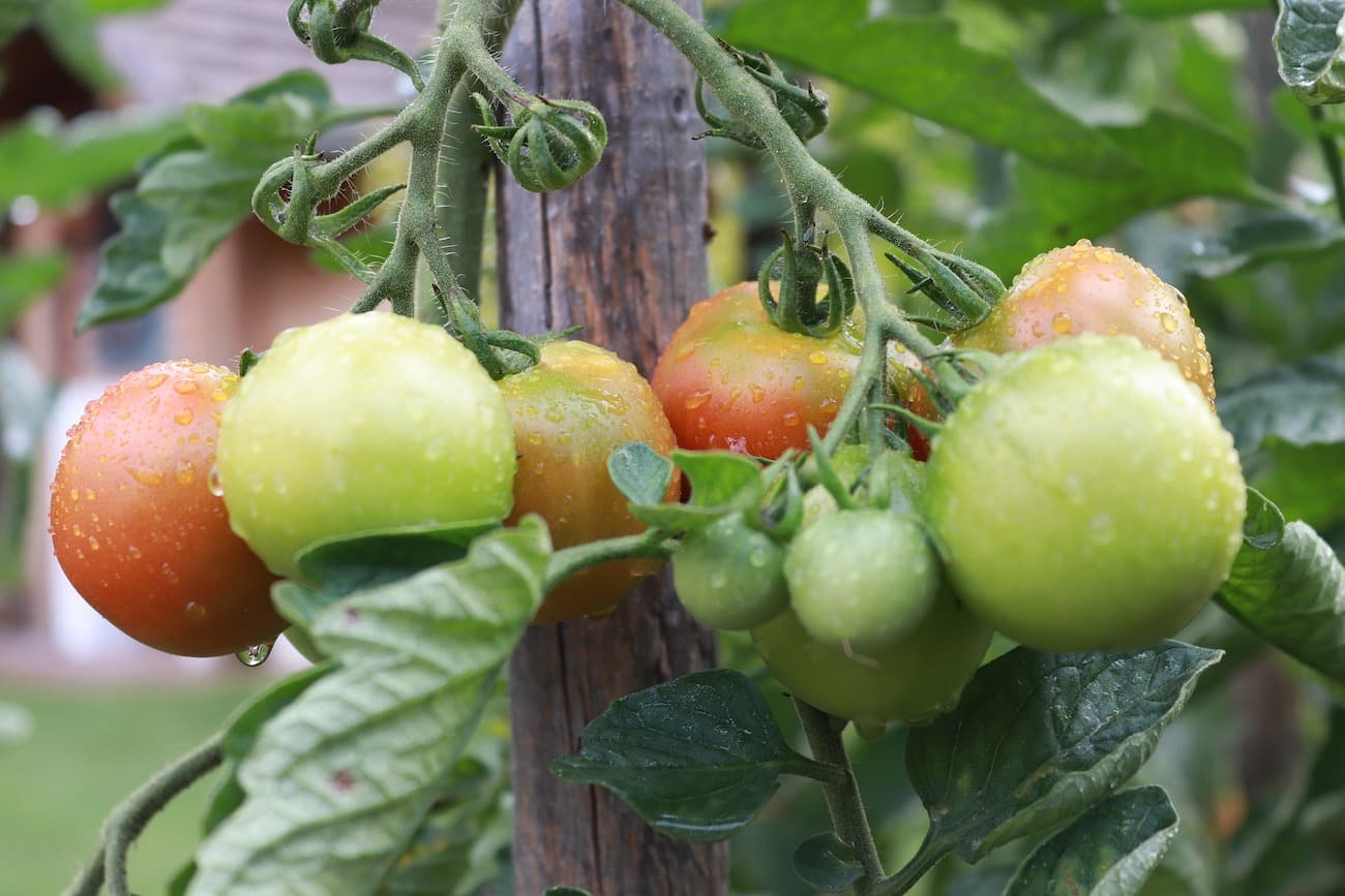 Choroby Pomidorow I Ich Zwalczanie Ogarnij Ogrod