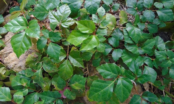 Rośliny ciepłolubne - Cissus rhombifolia