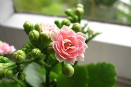 kalanchoe uprawa