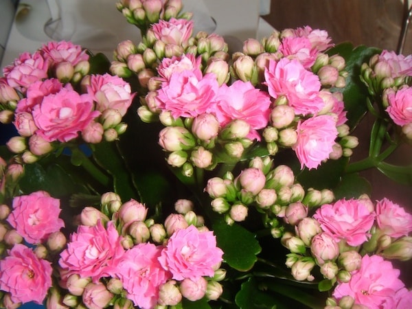 Kalanchoe – uprawa, pielęgnacja, rozmnażanie, odmianny kalanchoe uprawa i pielęgnacja