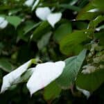 Aktinidia pstrolistna