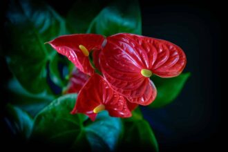 anthurium andreego uprawa pielęgnacja