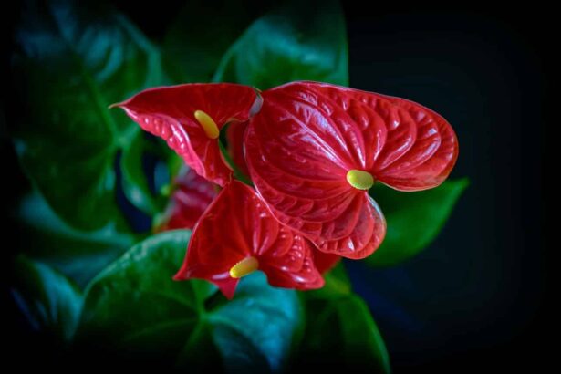 anthurium andreego uprawa pielęgnacja