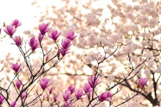 magnolia uprawa i pielęgnacja