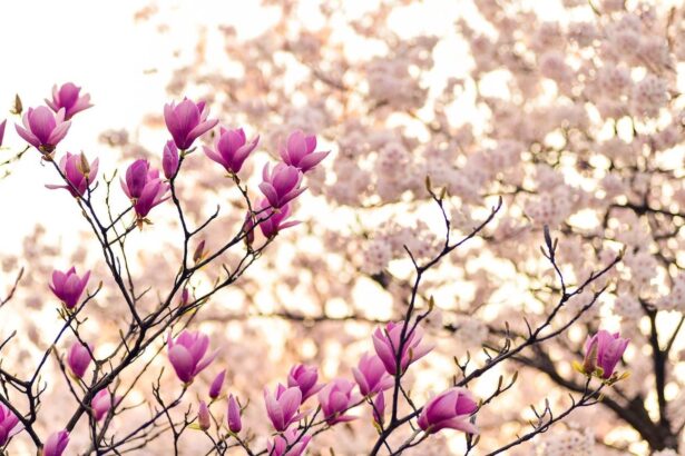 magnolia uprawa i pielęgnacja