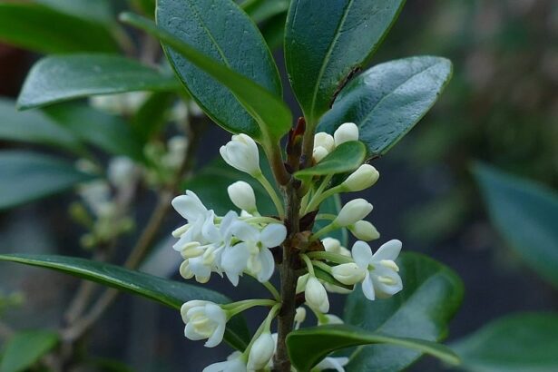 Filirea szerokolistna