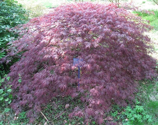 Klon palmowy, Acer palmatum 'Ornatum'