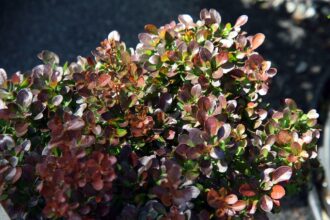 Berberys Thunberga Bagatelle