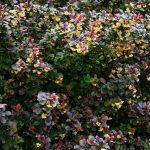 Berberys ottawski - Berberis ottavensis