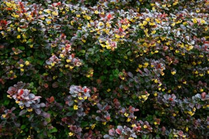 Berberys ottawski - Berberis ottavensis