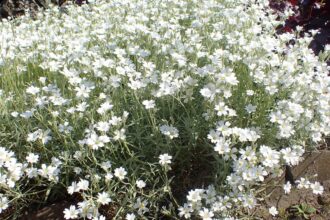 Cerastium biebersteinii