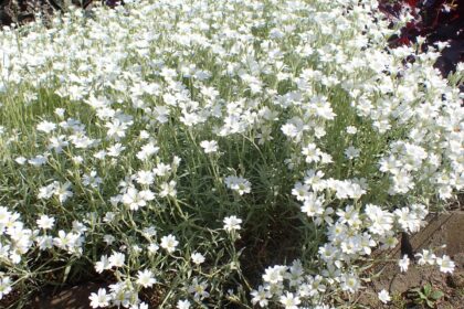 Cerastium biebersteinii