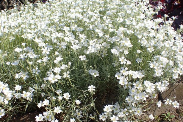 Cerastium biebersteinii