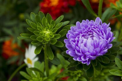 Kwiat Aster