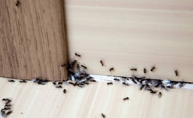 Domowe sposoby na mrówki 