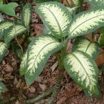 Dieffenbachia 'Tropical Snow'