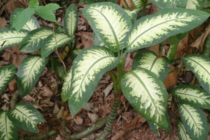 Dieffenbachia 'Tropical Snow'