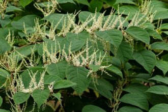 Reynoutria japonica